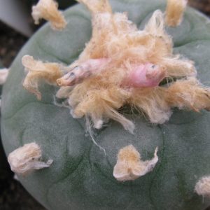 Lophophora lutea road n 120 Que насіння