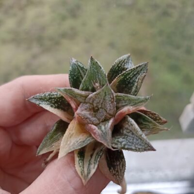 Haworthia Rainbow Variegated