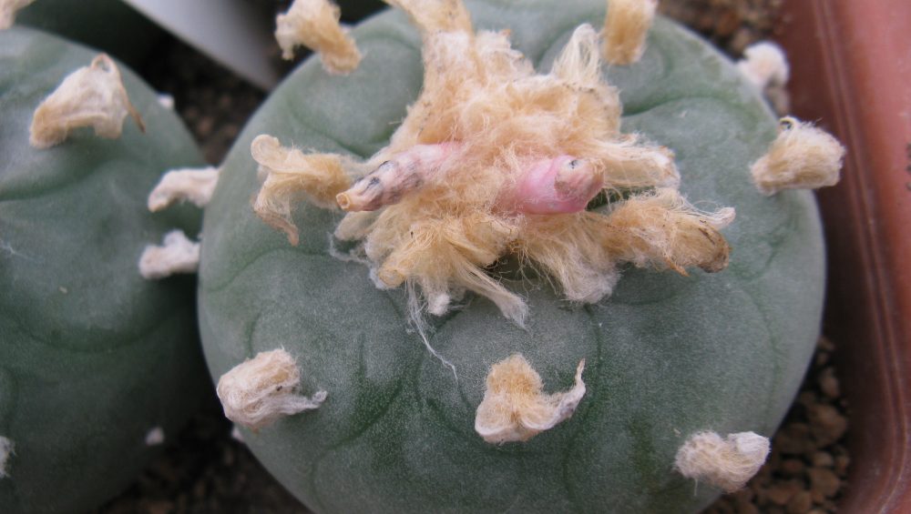 Lophophora lutea road n 120 Que насіння