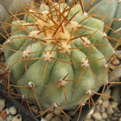 Copiapoa columna-alba BCHK1377