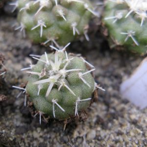 Copiapoa columna-alba GCG15235