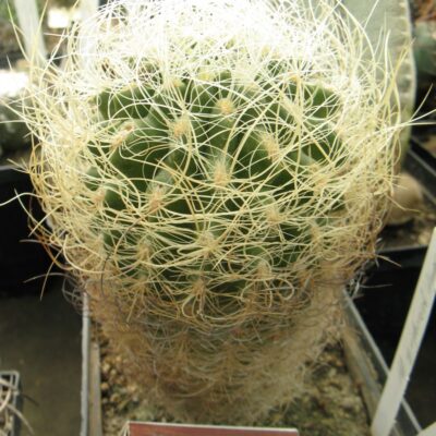 Neoporteria gerocephala #3