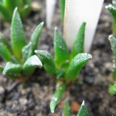 Ariocarpus fissuratus v hinthonii SB1568