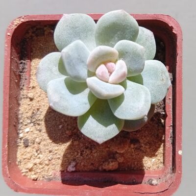 Echeveria Ice Green