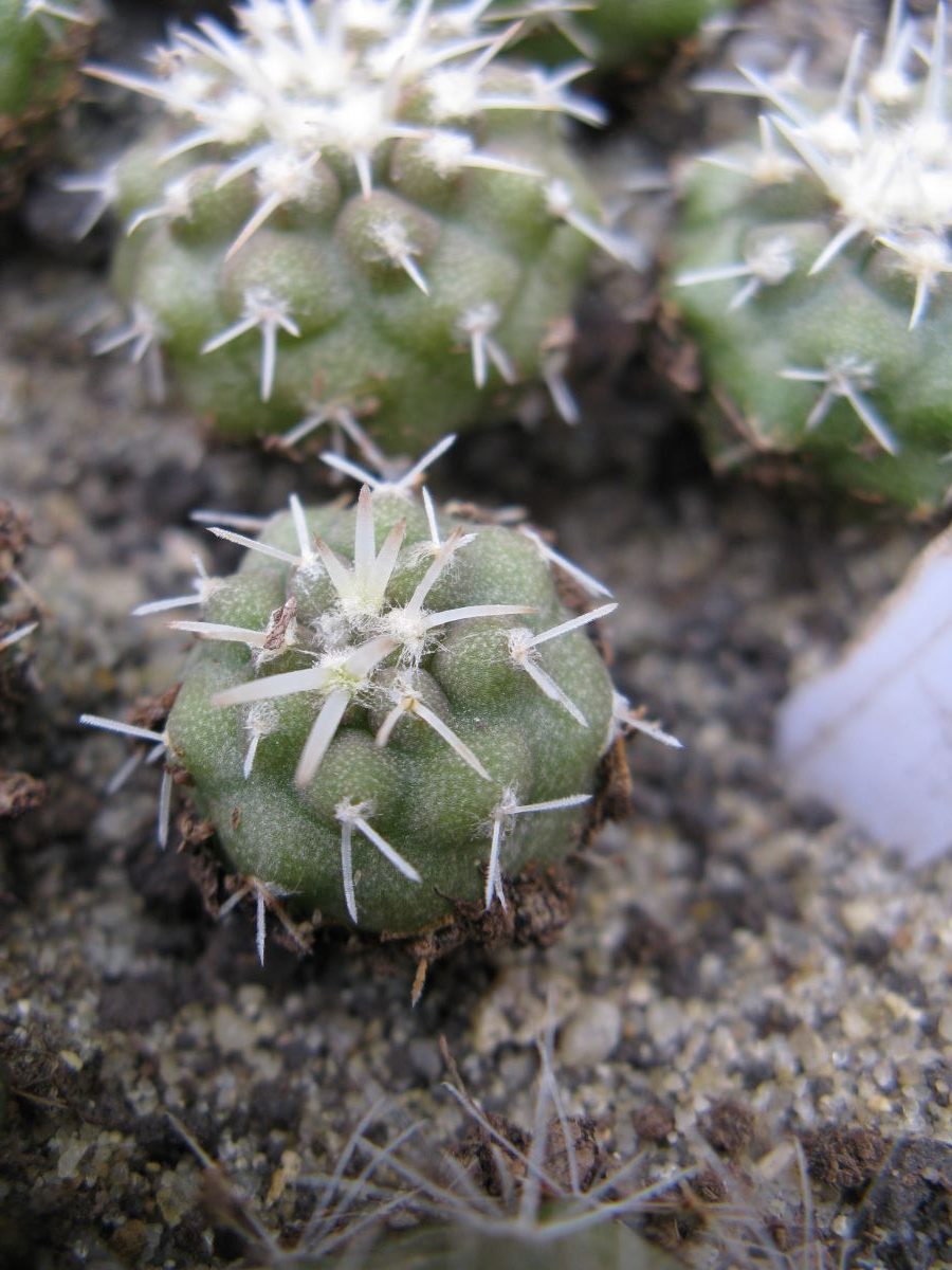 Copiapoa columna-alba GCG15235