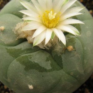 Lophophora diffusa KMR146 насіння
