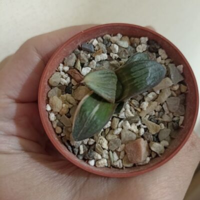 Haworthia Springbokvakensis x Comptoniana Variegated