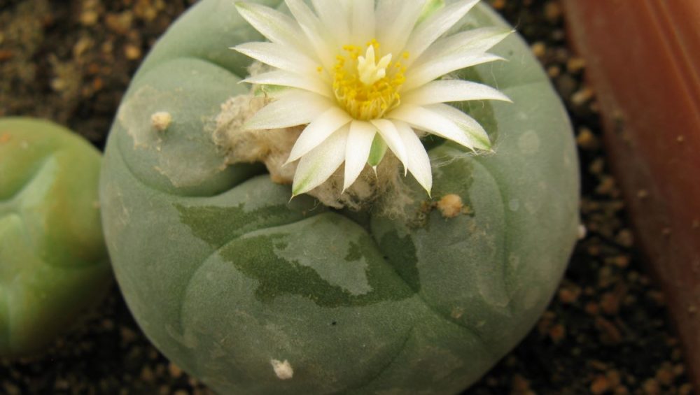 Lophophora diffusa KMR146 насіння