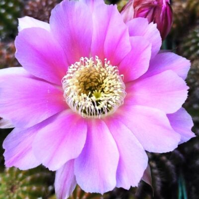 ECHINOPSIS HYBRID