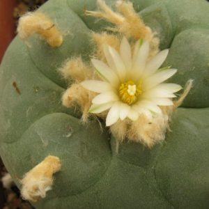 Lophophora diffusa Repp1153 насіння
