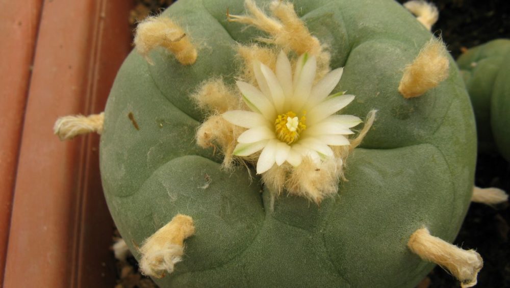 Lophophora diffusa Repp1153 насіння
