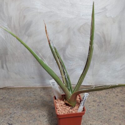 4198 Agave toumeana -Cramm Mts- вік 6 років