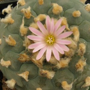 Lophophora fricii f decipiens насіння