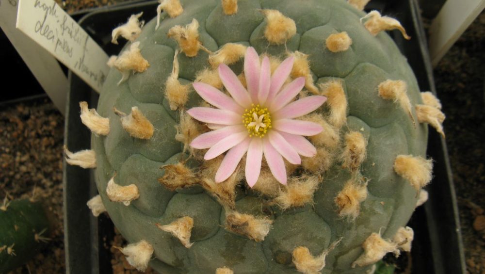 Lophophora fricii f decipiens насіння