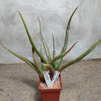 4201 Agave toumeana -Cramm Mts- весь горшик 2 рослини вік 6 років , сіянці