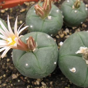 Lophophora alberto-vojtechii GM1087 насіння