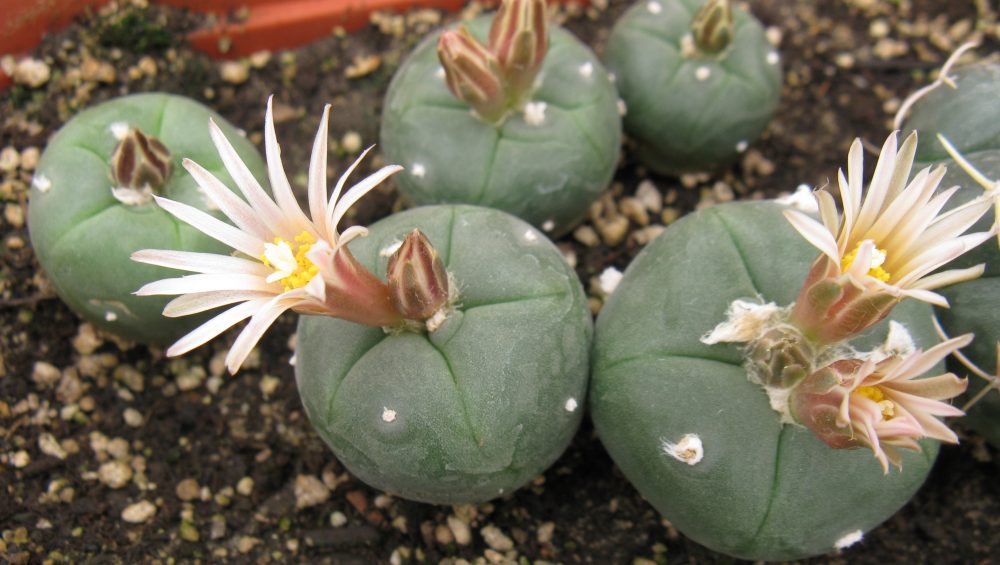 Lophophora alberto-vojtechii GM1087 насіння