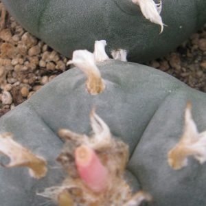 Lophophora williamsii Villa Arista насіння