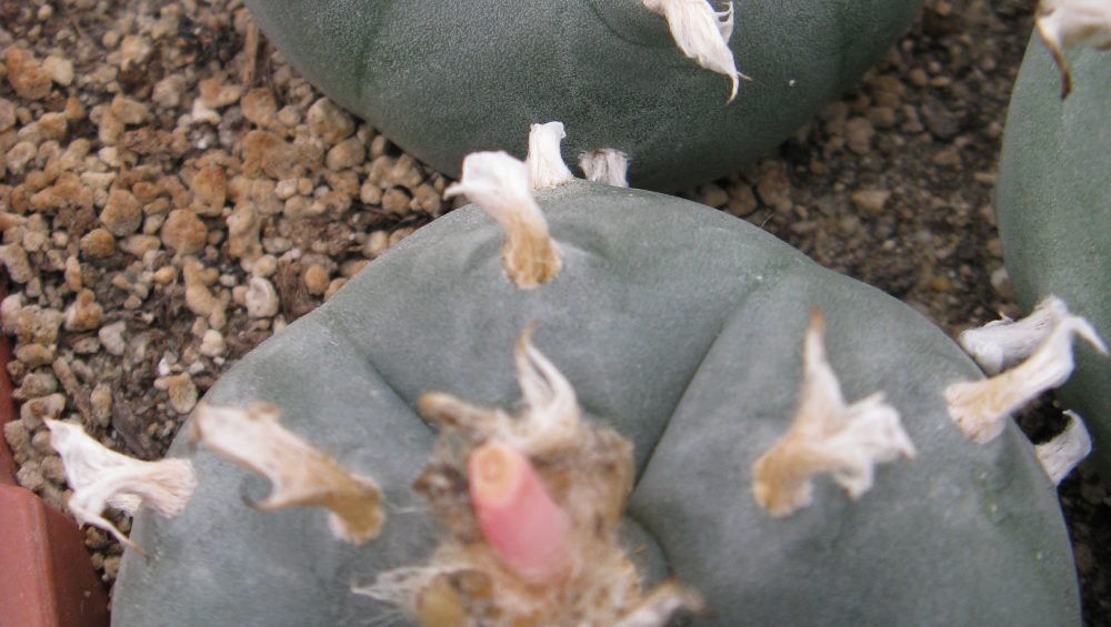 Lophophora williamsii Villa Arista насіння