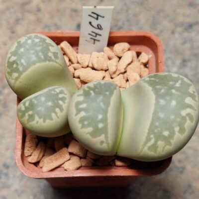 4464 Lithops marmorata v. framesii весь горщик , вік 5 років