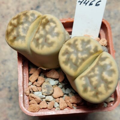 4466 Lithops karasmontana v.bella весь горщик , вік 6 років