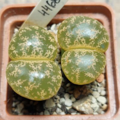 4468 Lithops lesliei весь горщик , вік 6 років
