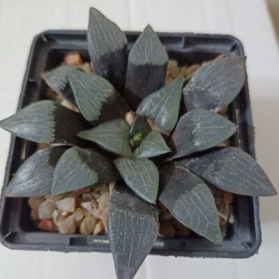 Haworthia Bayeri Japan