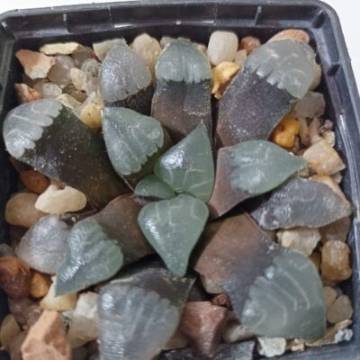 Haworthia Bayeri De Rust