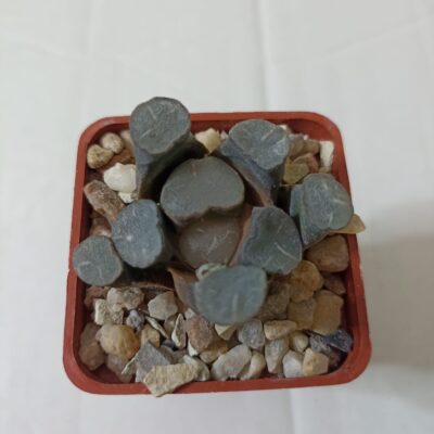 Haworthia Maughanii