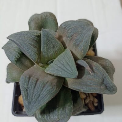 Haworthia cv. ‘Matrix’