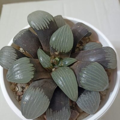 Haworthia Correcta Circuit Board