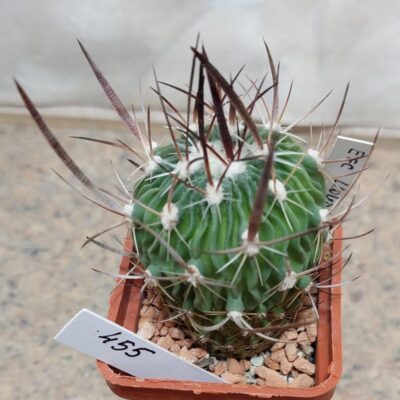 455 Echinofossulocactus lloydii
