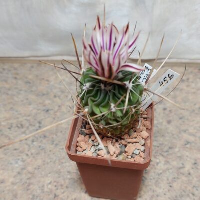 456 Echinofossulocactus lloydii