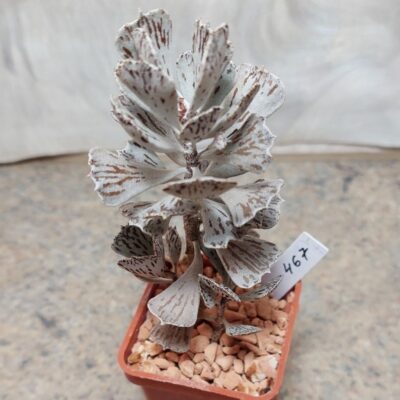 467 Kalanchoe rhombopilosa
