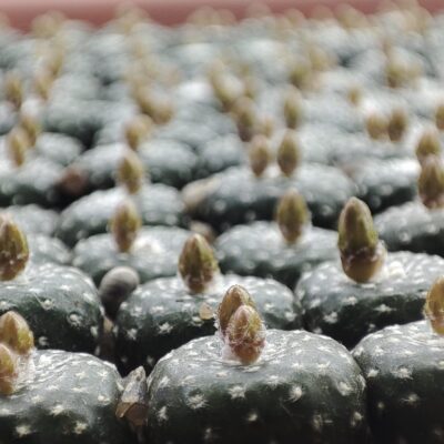 насіння blossfeldia subterranea  seeds  10шт