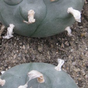 Lophophora williamsii RS080 насіння