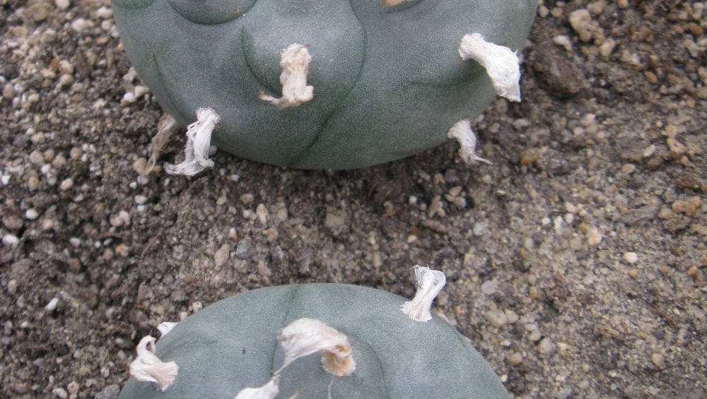 Lophophora williamsii RS080 насіння