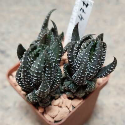 471 Haworthia coarctata IB12268 -Brenthoek- весь горшик