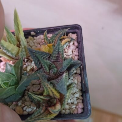 Haworthia Limifolia Var. Schuldtiana Variegated