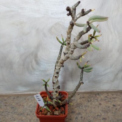 474 Tylecodon bucholzianus