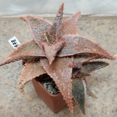 478 Aloe 'Viper' hybrid