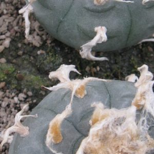 Lophophora williamsii San Antonio насіння