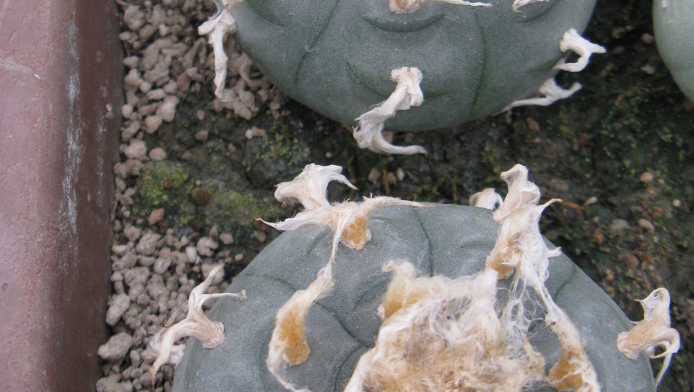 Lophophora williamsii San Antonio насіння