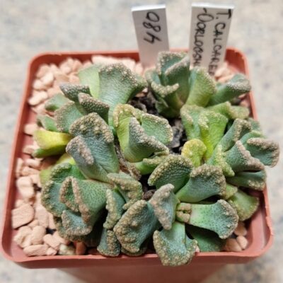 480 Titanopsis calcarea -Oorlogshoek- вік 10 років весь горщик