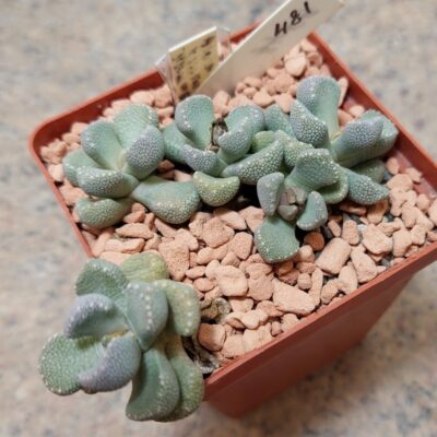 481 Aloinopsis villetii вік 6 років весь горщик