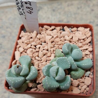 482 Aloinopsis villetii вік 6 років весь горщик