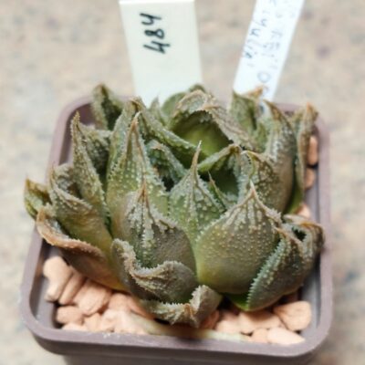484 Haworthia 'Gorbi' x 'Yulia'