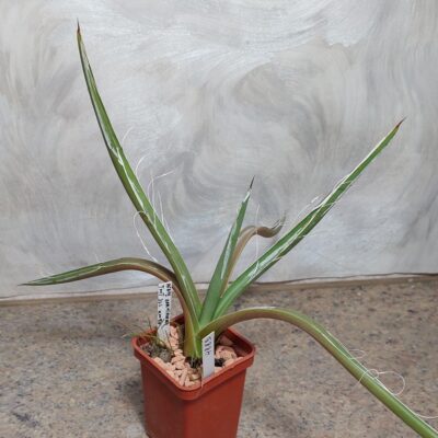 4883 Agave parviflora вік 6 років