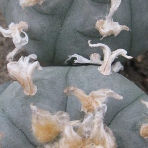Lophophora williamsii SB418 насіння