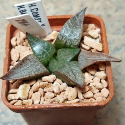 492 Haworthia comptoniana VVG9 x bayeri -Japan- сіянець вік 5 років